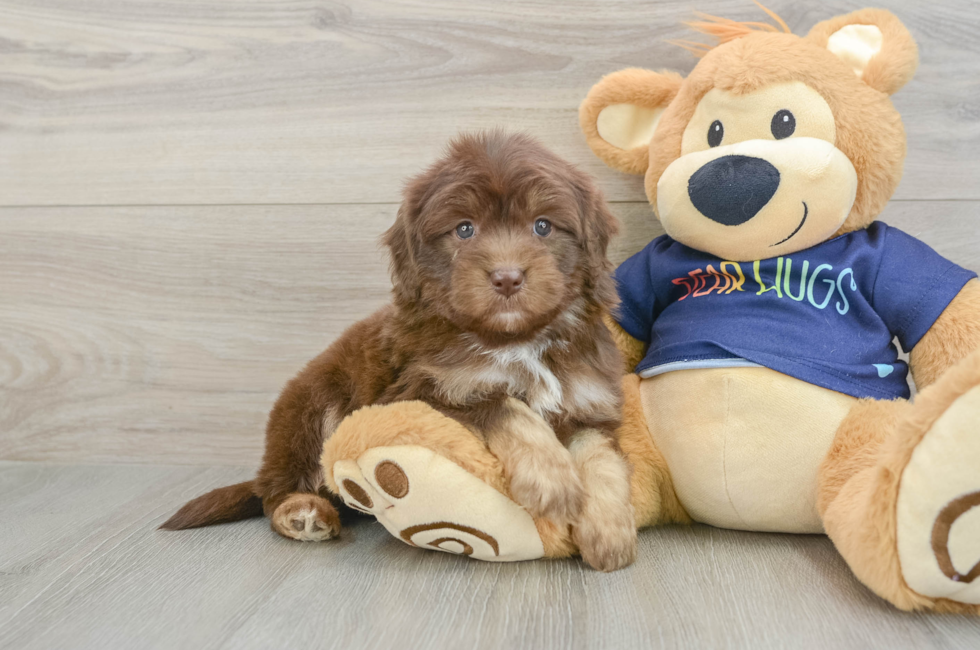 5 week old Mini Aussiedoodle Puppy For Sale - Lone Star Pups
