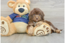 Mini Aussiedoodle Pup Being Cute