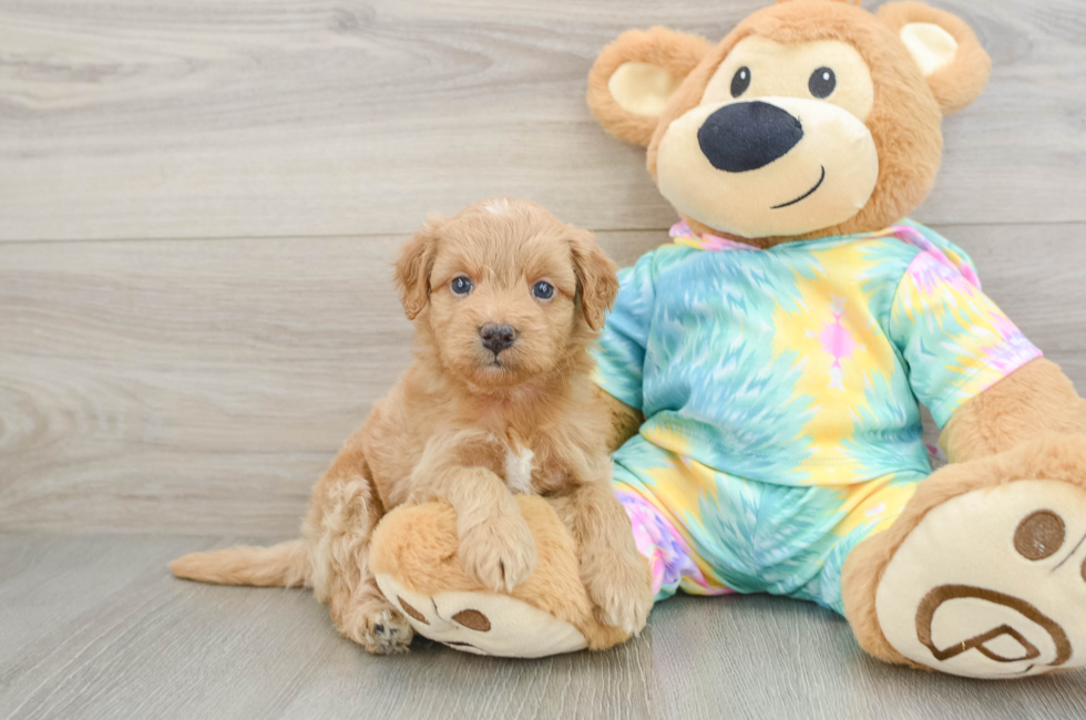 5 week old Mini Aussiedoodle Puppy For Sale - Lone Star Pups
