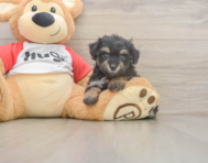 8 week old Mini Aussiedoodle Puppy For Sale - Lone Star Pups