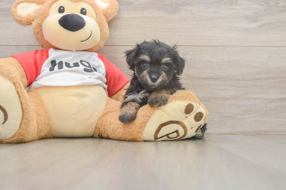 5 week old Mini Aussiedoodle Puppy For Sale - Lone Star Pups