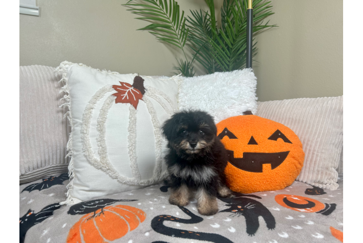 Cute Mini Aussiedoodle Baby