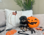9 week old Mini Aussiedoodle Puppy For Sale - Lone Star Pups