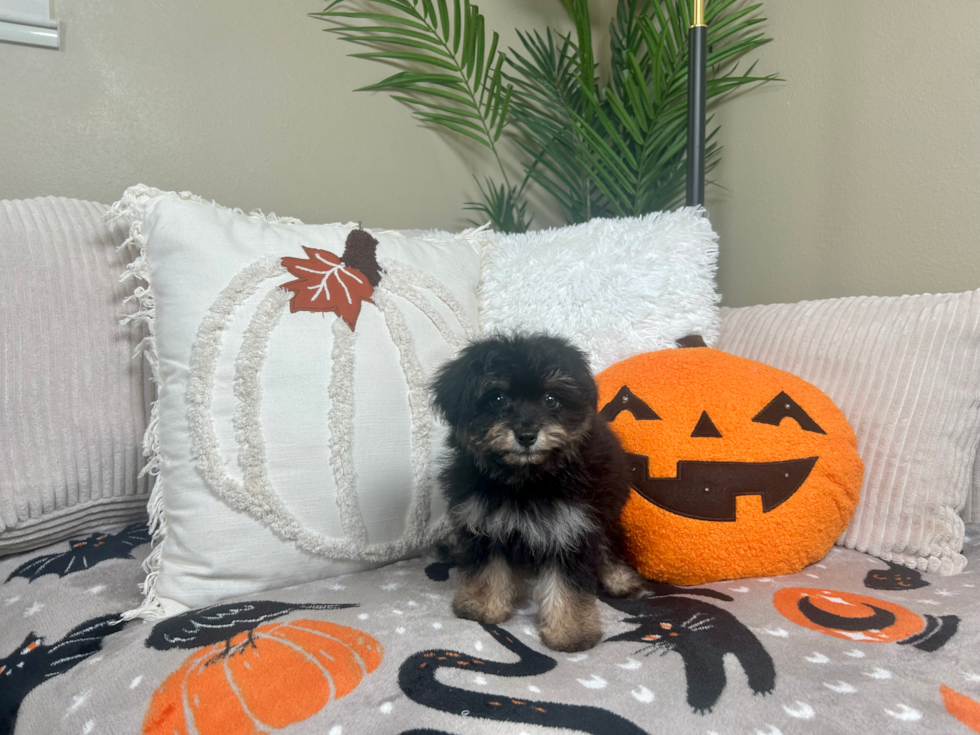 Cute Mini Aussiedoodle Baby