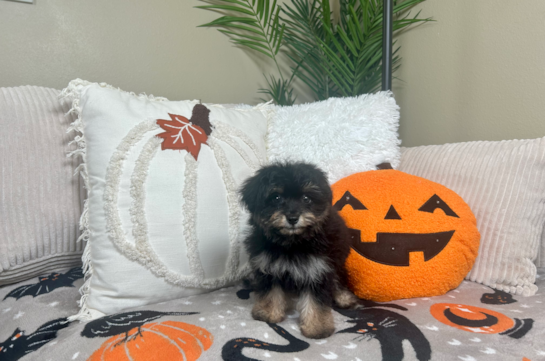 Cute Mini Aussiedoodle Baby