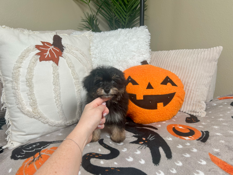 Mini Aussiedoodle Pup Being Cute