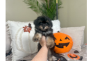 Cute Mini Aussiedoodle Baby