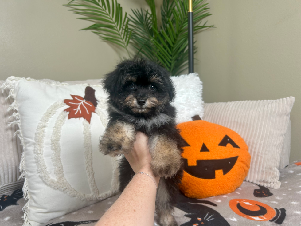 Cute Mini Aussiedoodle Baby