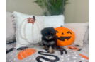 Mini Aussiedoodle Pup Being Cute