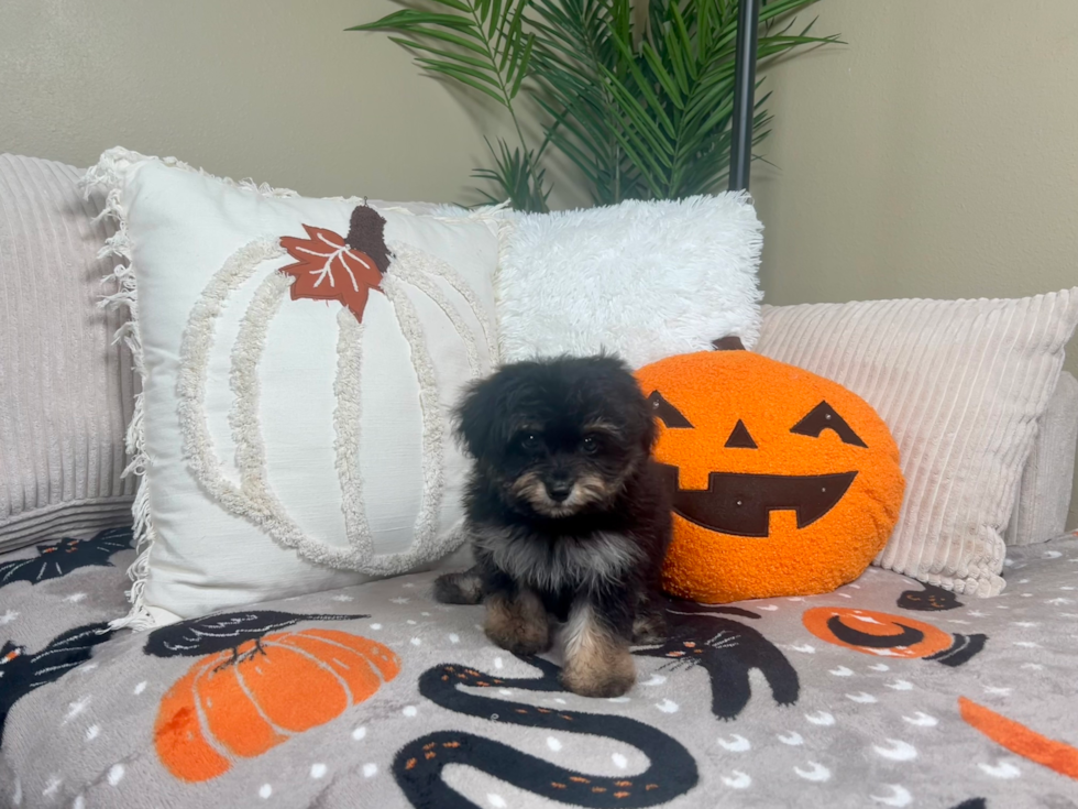 Mini Aussiedoodle Pup Being Cute