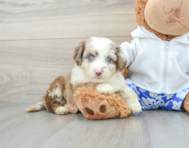 10 week old Mini Aussiedoodle Puppy For Sale - Lone Star Pups