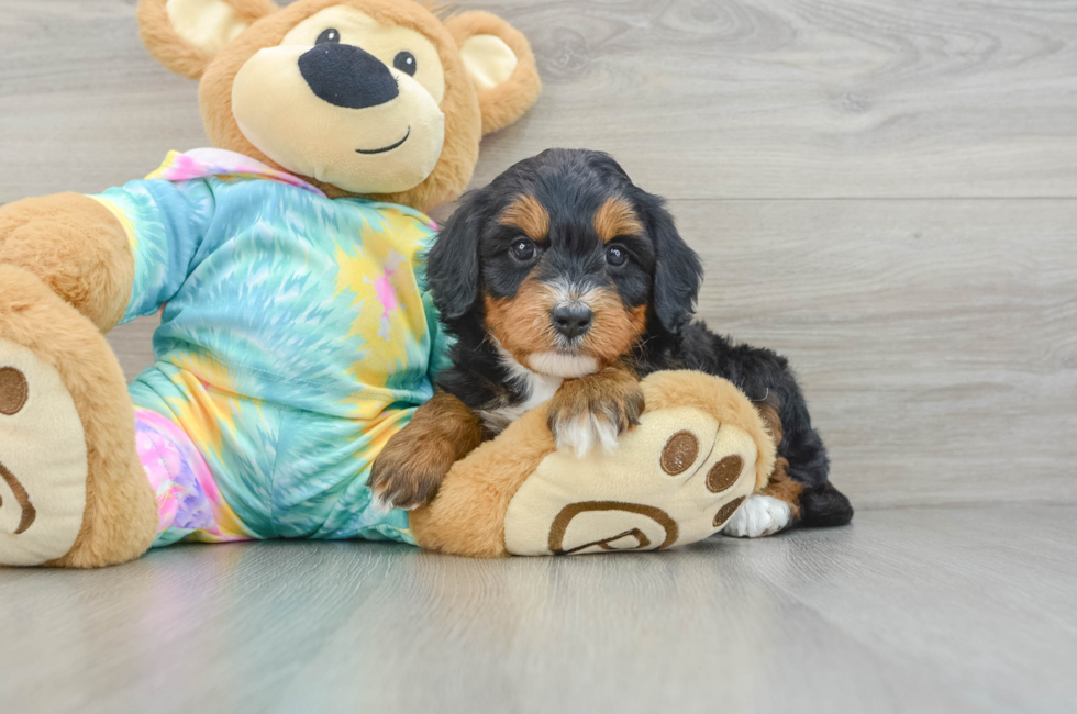 6 week old Mini Aussiedoodle Puppy For Sale - Lone Star Pups