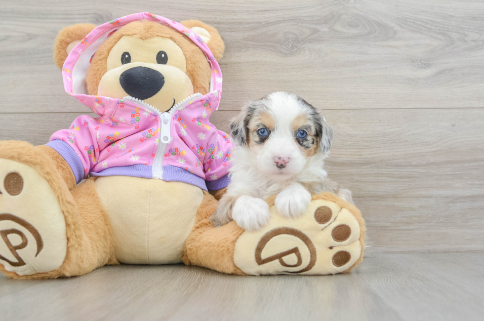 5 week old Mini Aussiedoodle Puppy For Sale - Lone Star Pups