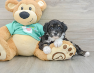 8 week old Mini Aussiedoodle Puppy For Sale - Lone Star Pups