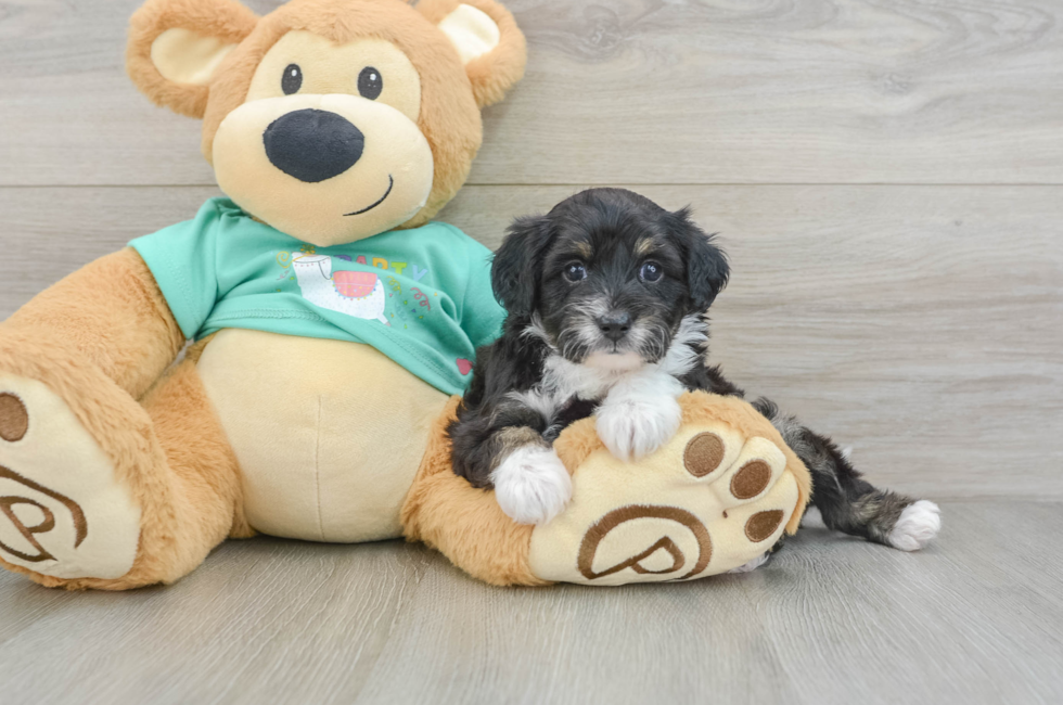 5 week old Mini Aussiedoodle Puppy For Sale - Lone Star Pups
