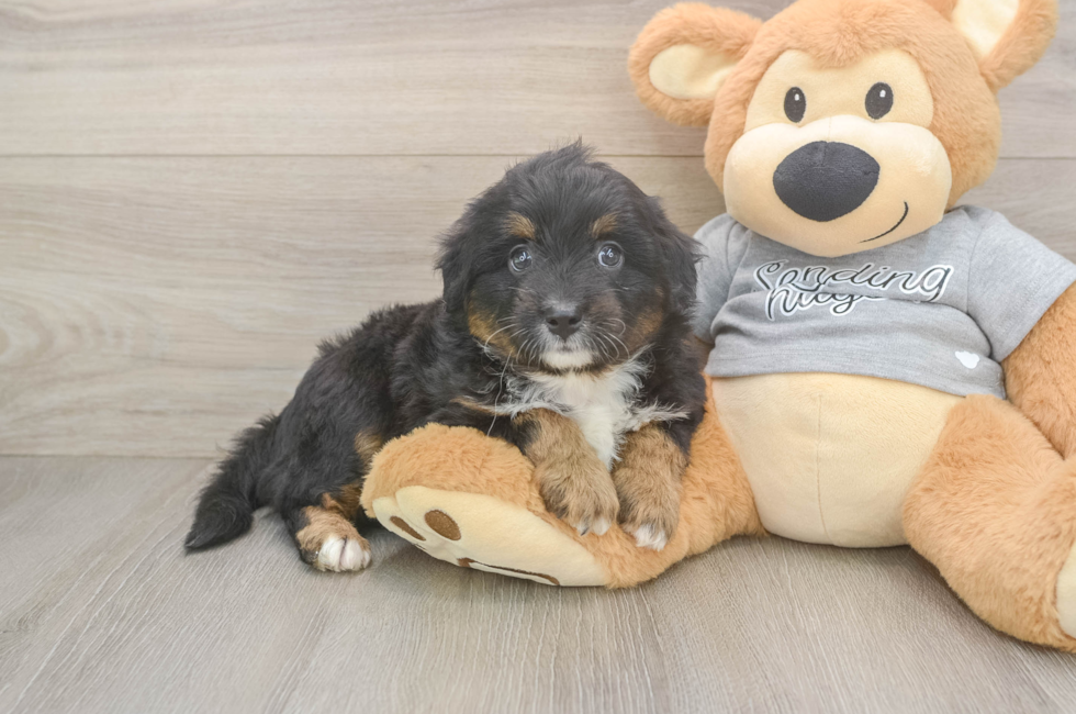 6 week old Mini Aussiedoodle Puppy For Sale - Lone Star Pups