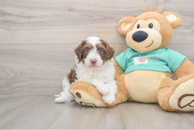 Smart Mini Aussiedoodle Poodle Mix Pup