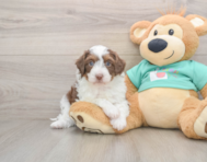 5 week old Mini Aussiedoodle Puppy For Sale - Lone Star Pups