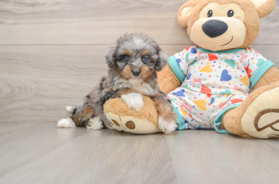 DAILY, a Mini Aussiedoodle littermate