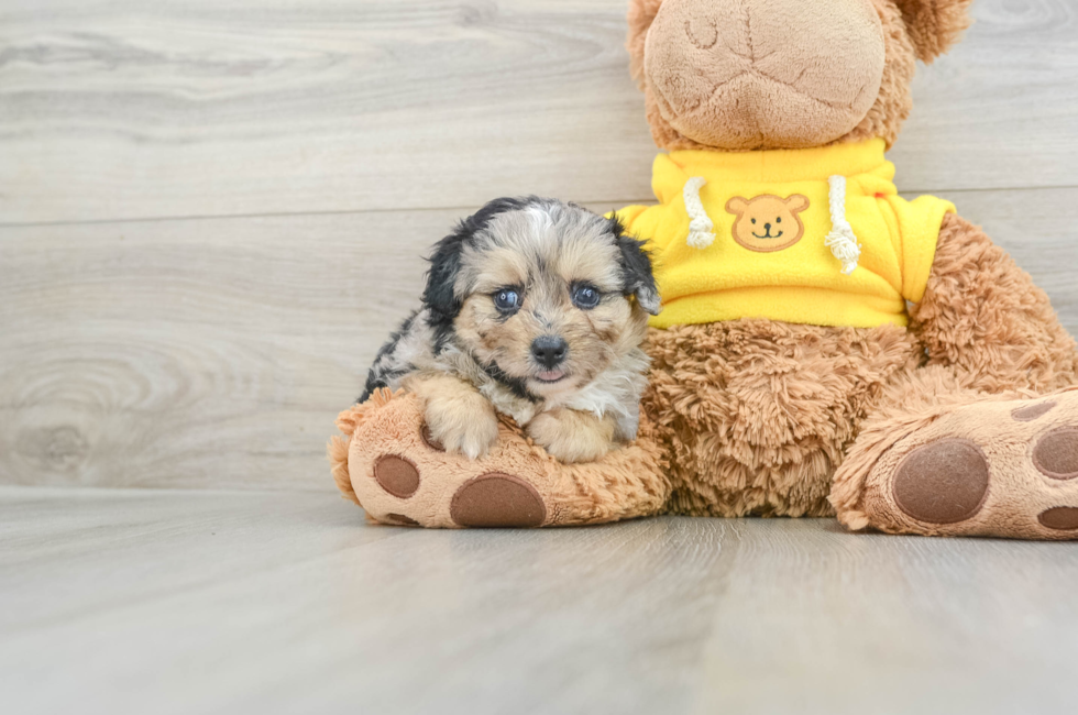 6 week old Mini Aussiedoodle Puppy For Sale - Lone Star Pups