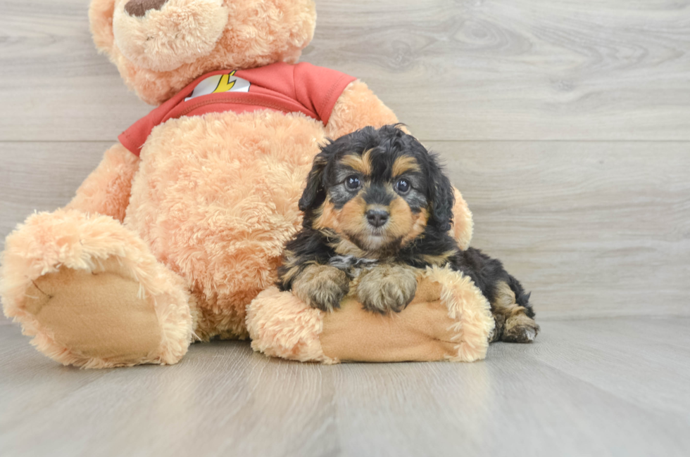 6 week old Mini Aussiedoodle Puppy For Sale - Lone Star Pups