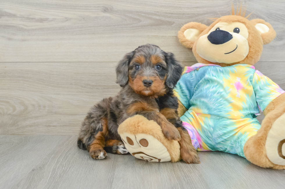 6 week old Mini Aussiedoodle Puppy For Sale - Lone Star Pups