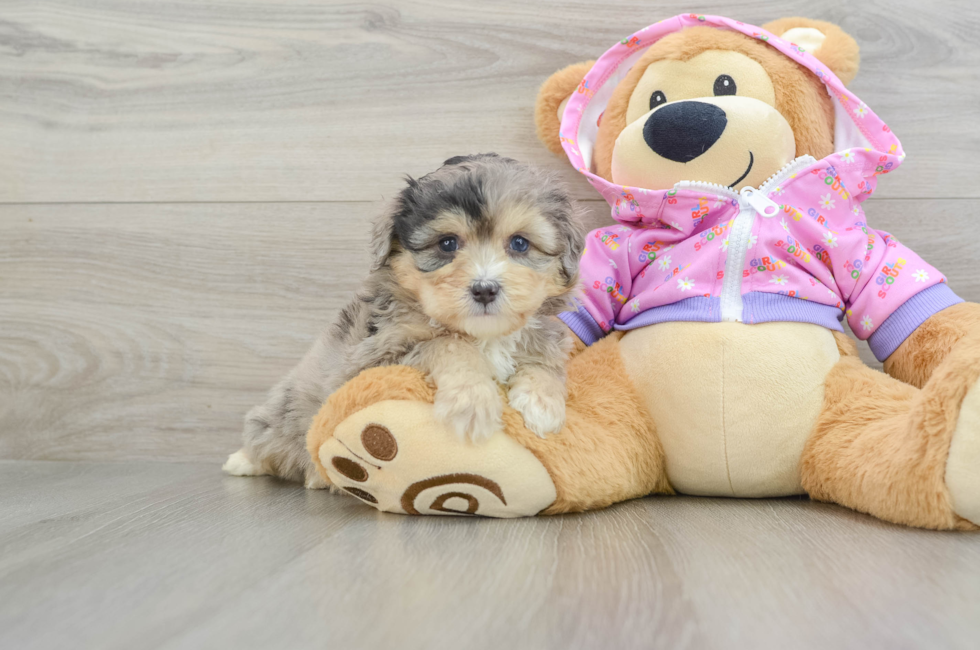 5 week old Mini Aussiedoodle Puppy For Sale - Lone Star Pups