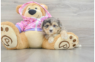 Cute Mini Aussiedoodle Baby