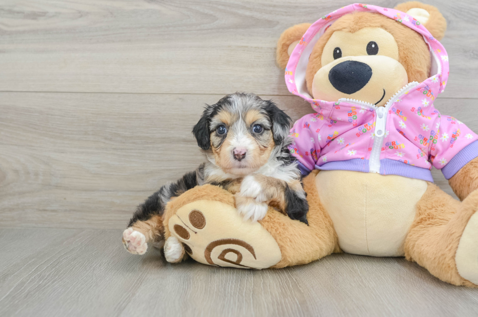 5 week old Mini Aussiedoodle Puppy For Sale - Lone Star Pups