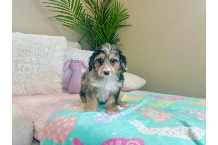 Cute Mini Aussiedoodle Poodle Mix Pup