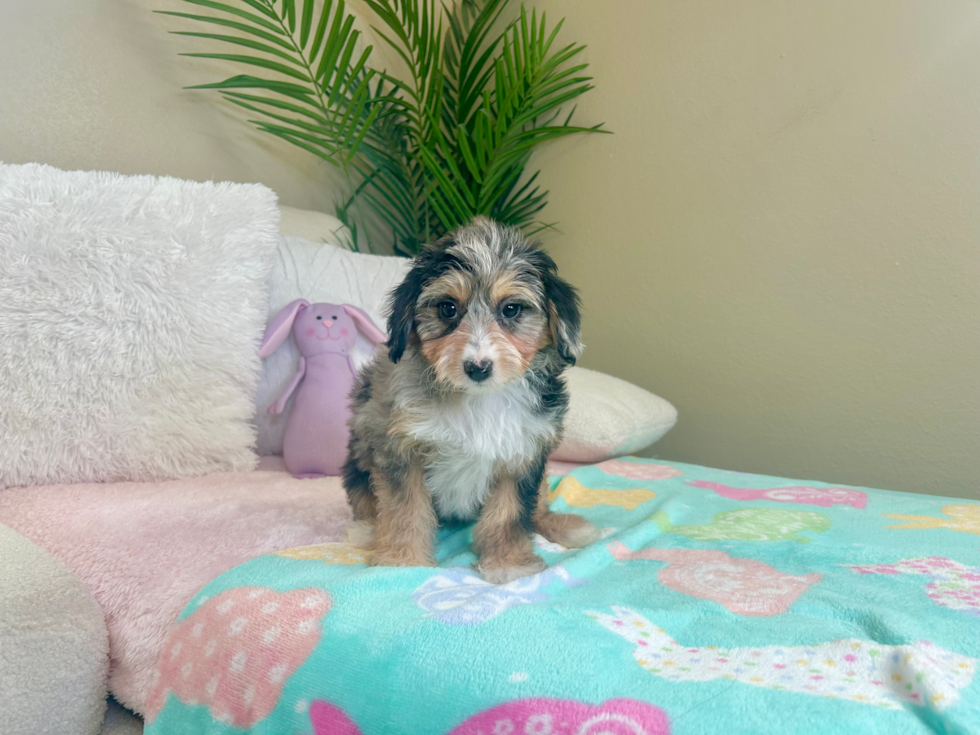 Cute Mini Aussiedoodle Poodle Mix Pup