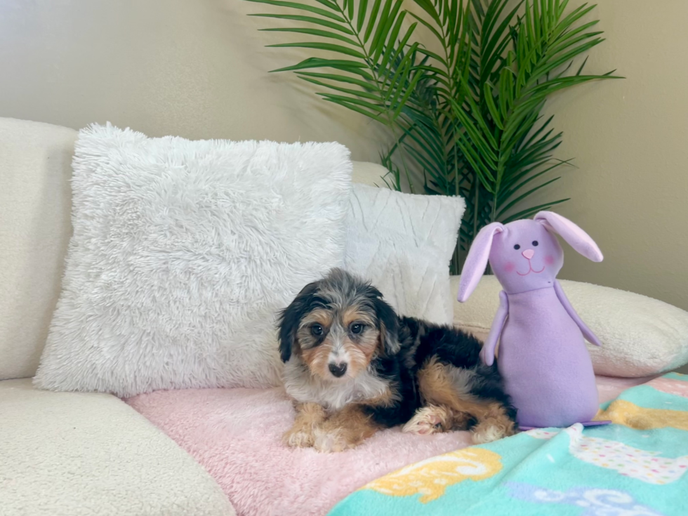 Cute Mini Aussiedoodle Poodle Mix Pup