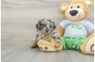 Mini Aussiedoodle Pup Being Cute