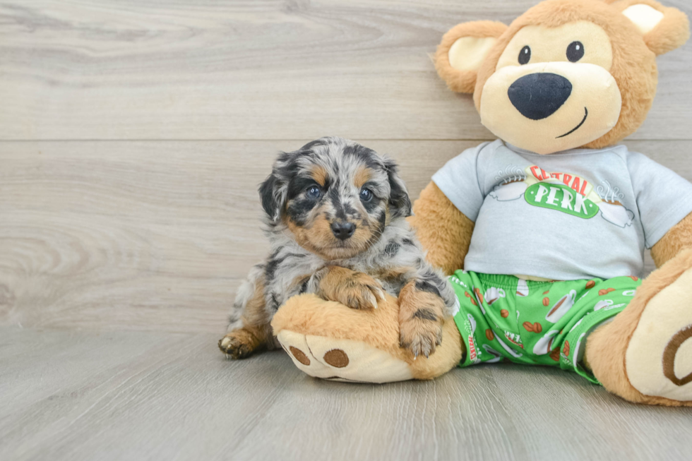 Mini Aussiedoodle Pup Being Cute