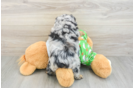 Mini Aussiedoodle Pup Being Cute