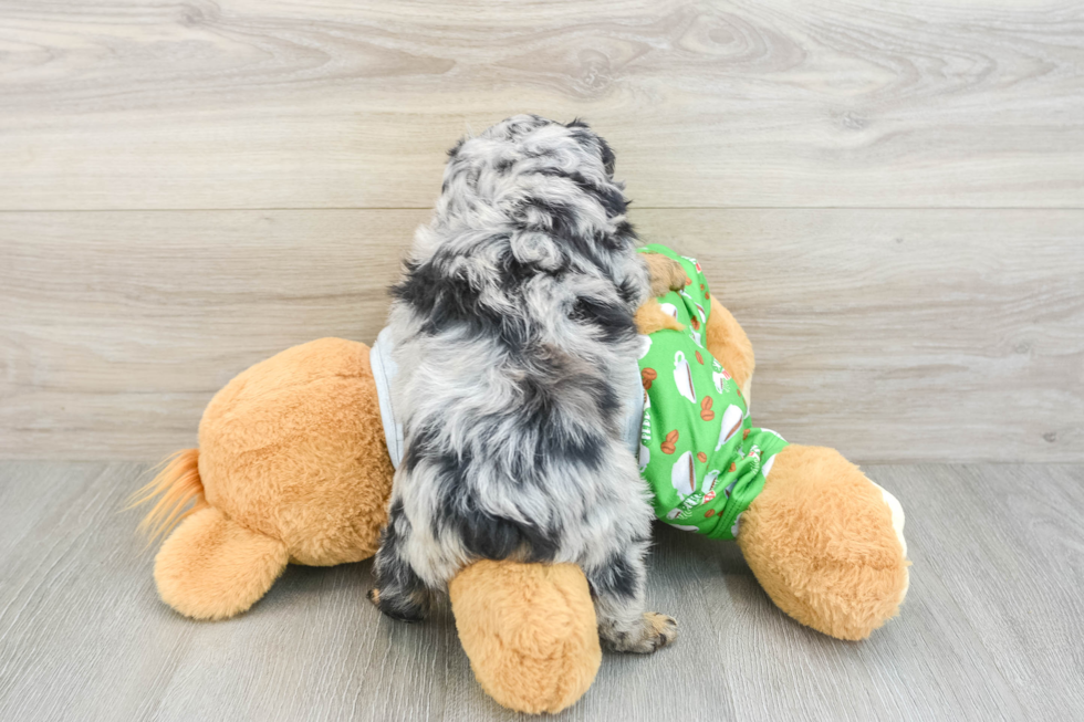 Mini Aussiedoodle Pup Being Cute