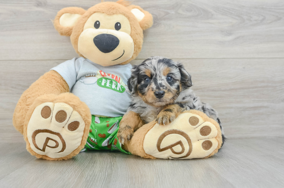6 week old Mini Aussiedoodle Puppy For Sale - Lone Star Pups