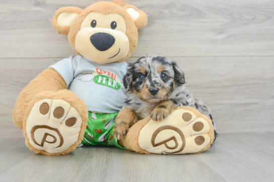 Mini Aussiedoodle Pup Being Cute