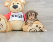 7 week old Mini Aussiedoodle Puppy For Sale - Lone Star Pups