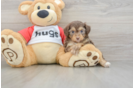 Fluffy Mini Aussiedoodle Poodle Mix Pup