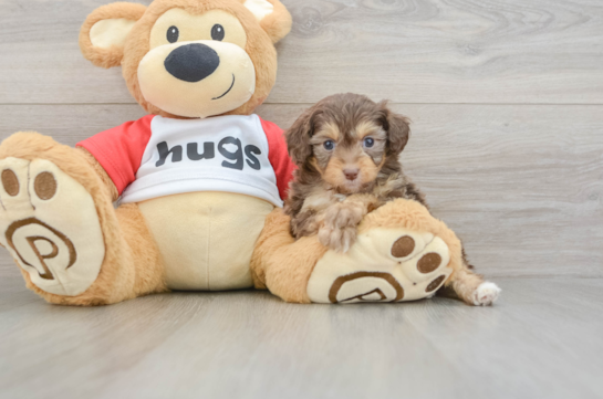 Fluffy Mini Aussiedoodle Poodle Mix Pup