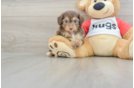 Best Mini Aussiedoodle Baby
