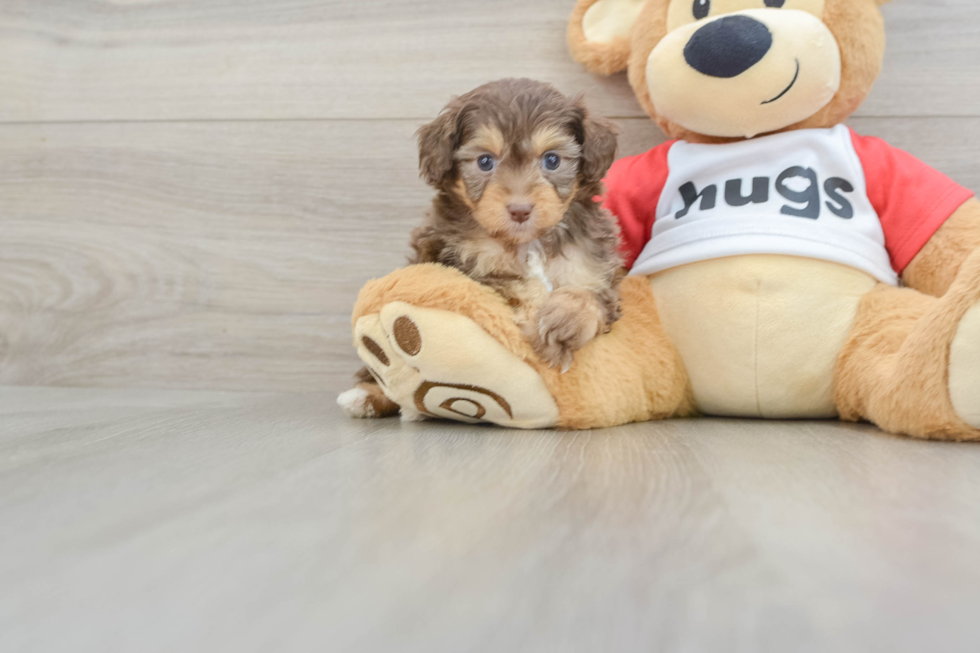 Best Mini Aussiedoodle Baby