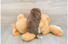 Popular Mini Aussiedoodle Poodle Mix Pup
