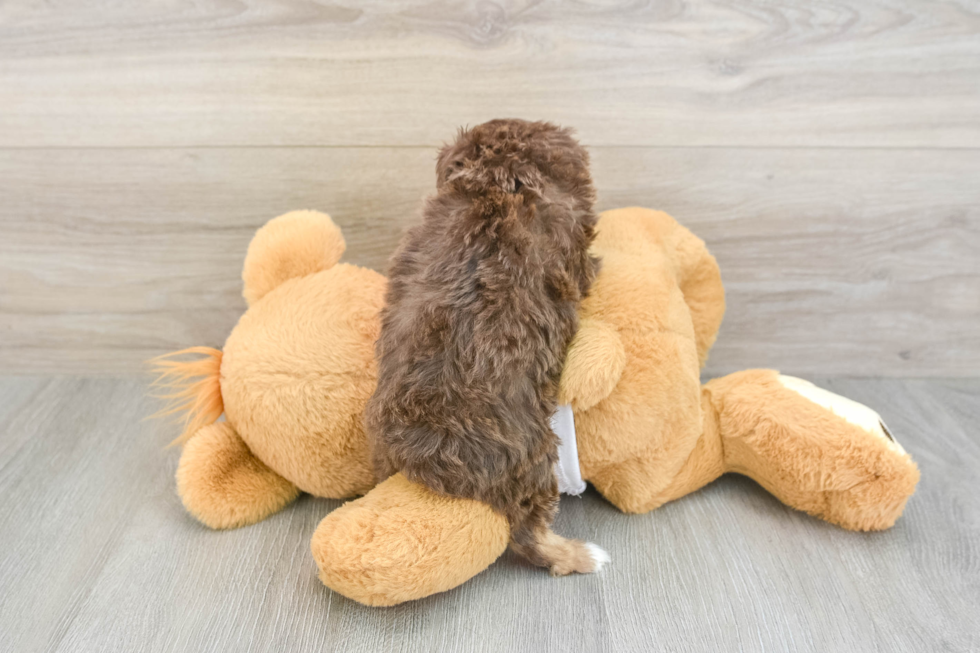 Popular Mini Aussiedoodle Poodle Mix Pup