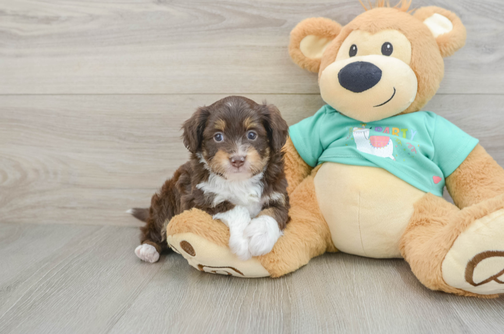 5 week old Mini Aussiedoodle Puppy For Sale - Lone Star Pups