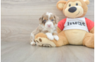 Funny Mini Aussiedoodle Poodle Mix Pup