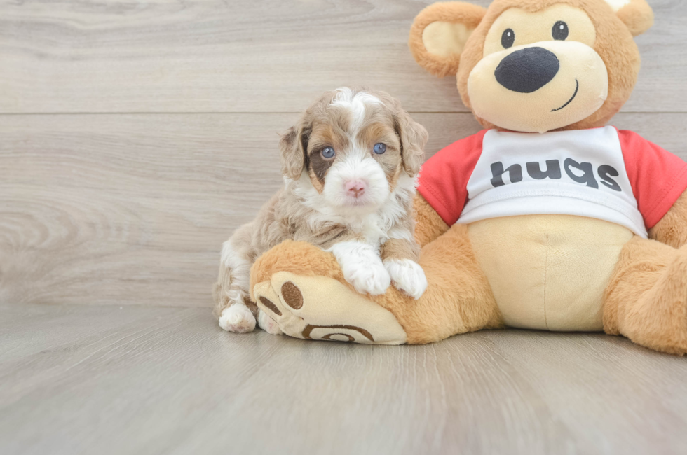 5 week old Mini Aussiedoodle Puppy For Sale - Lone Star Pups