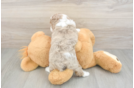 Mini Aussiedoodle Pup Being Cute