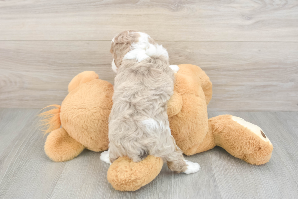 Mini Aussiedoodle Pup Being Cute